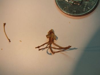 Media type: image;   Herpetology R-18364